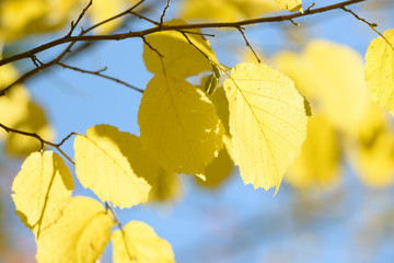 Obraz premium Beautiful colorful leaves in autumn forest. Red, orange, yellow, green and brown autumn leaves. Hazel foliage. Seasonal background.