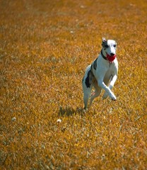 Whippet Jumping with ball, golden field