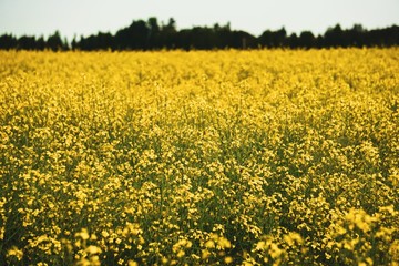 Obraz premium Yellow Canola Field Background