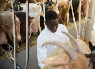 African American farmer milking goats