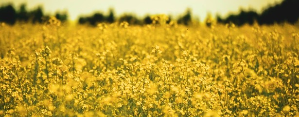 Canola Field Yellow Bokeh