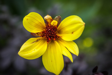 colorful yellow flower