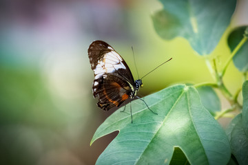 Obraz na płótnie Canvas brown and white butterfly on leaf