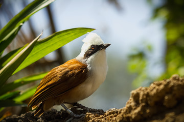 curious brown bird on a branch