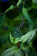 curious up close plant