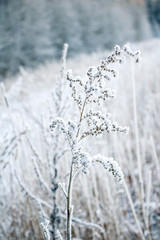 A close up of dry grass in frosty weather on a beautiful and cold winter day