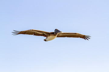 Brown Pelican