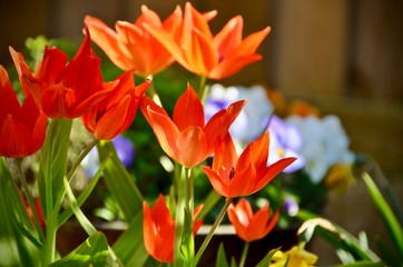 Red Spring Tulips 