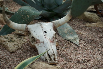 Animal Skull, longhorn bull