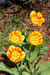 Obraz na płótnie Canvas Brilliant Yellow Red Tulips