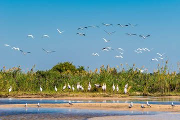 A big flock of Yellow-billed Storks (Mycteria ibis) on Zambezi river bank