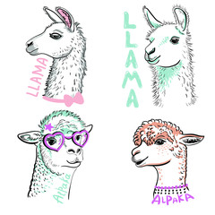 Llama, Alpaka in pink glasses. Cartoon doodle llama character vector design. Drawn llama head portrait sticker, patch badg Template. Close-up. Clip art. Hand Painting. Ink. Line art, black and white.  - obrazy, fototapety, plakaty