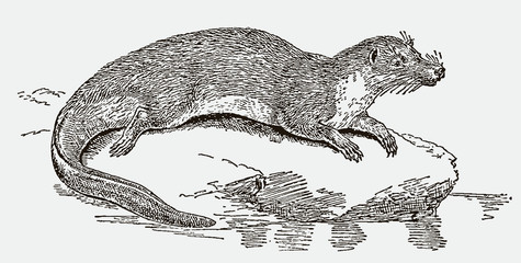 Giant otter shrew potamogale velox lying on a rock near a pond. Illustration after an engraving from the 19th century