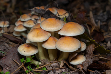 Hypholoma fasciculare, commonly known as the sulphur tuft, sulfur tuft or clustered woodlover, is a common woodland mushroom, often in evidence when hardly any other mushrooms are to be found.