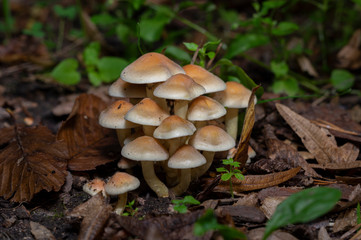 Hypholoma fasciculare, commonly known as the sulphur tuft, sulfur tuft or clustered woodlover, is a common woodland mushroom, often in evidence when hardly any other mushrooms are to be found.