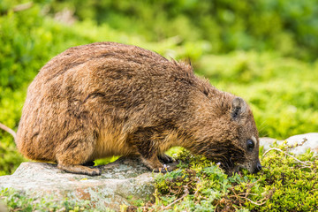 Rock hyrax, or rock badger (Procavia capensis) eating