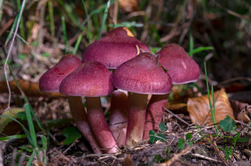 Tricholomopsis rutilans, known by the unusual but apt common name of Plums and Custard or, less commonly Red-haired agaric, is a species of gilled mushroom found across Europe and North America.