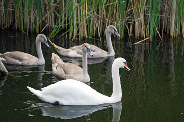 young swans and their mother