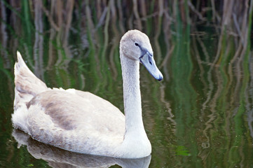 young swan