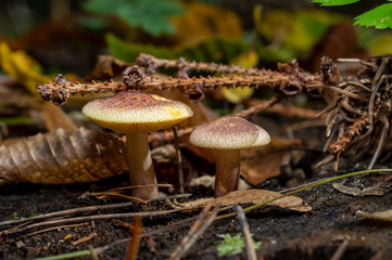 Tricholomopsis rutilans, known by the unusual but apt common name of Plums and Custard or, less commonly Red-haired agaric, is a species of gilled mushroom found across Europe and North America.
