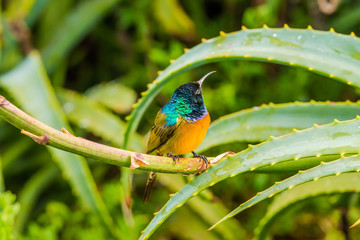 Orange-breasted sunbird (Anthobaphes violacea) perched on red aloe branch