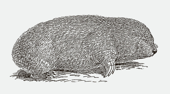 Threatened golden mole from south africa in side view lying on the ground. Illustration after an engraving from the 19th century