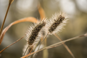 Obraz premium thistle in bloom