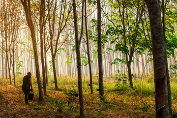 Para rubber tree, Latex rubber plantation and tree rubber