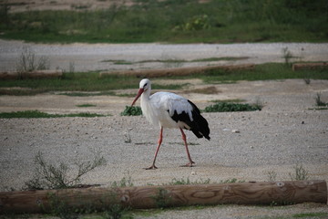 cigogne