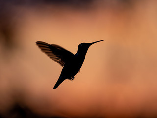 Hummingbirds in Sunset