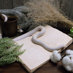 White American royal snake on the background of witchcraft accessories, alchemical instruments and...