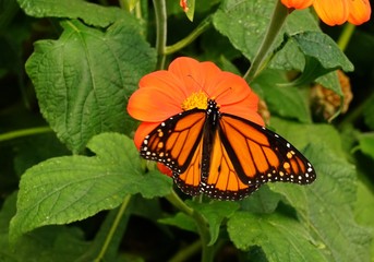 Monarch Butterfly on an Orange Flower - Danaus Plexippus