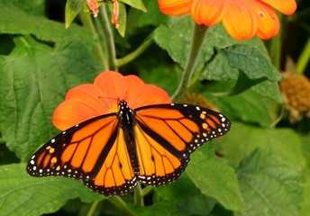 Monarch Butterfly on an Orange Flower - Danaus Plexippus