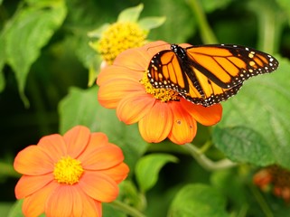 butterfly on flower