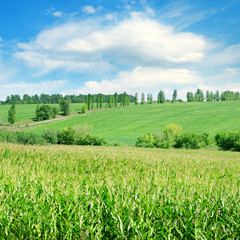 Green field with corn. Agricultural landscape.
