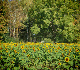 Naklejka premium Beautiful sunflower heads on plant in an intensive cultivation farm in Bavaria