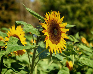 Beautiful sunflower heads on plant in an intensive cultivation farm in Bavaria