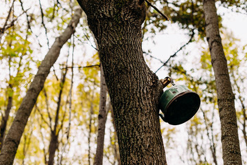 Camping in the countryside. Tree in the forest