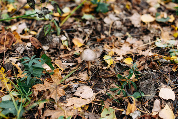 Poisonous mushrooms in the forest. Mushroom dangerous mushrooms in the fall