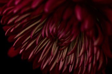 Fototapeta premium Chrysanthemum 