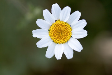 Fototapeta premium flower with macro in a lot of detail