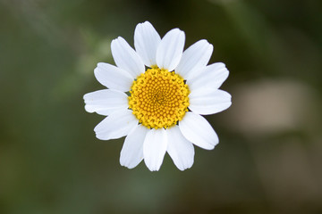 Fototapeta premium flower with macro in a lot of detail