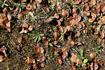 autumn leaves on the ground