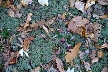 autumn leaves on the ground