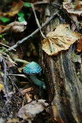 Stropharia aeruginosa, commonly known as the verdigris agaric, Blue mushroom. Is a medium-sized green, slimy woodland mushroom, found on lawns, mulch and woodland from spring to autumn. stock photo