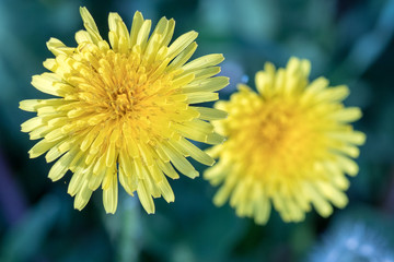 flower with macro in a lot of detail