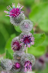 thistle buds