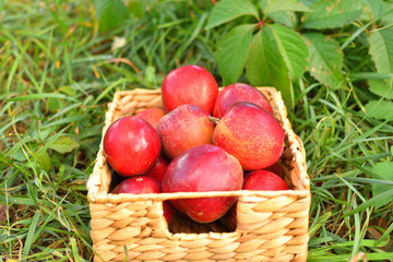 Apple harvest. Ripe red apples in basket on green grass. Apple picking. autumn background