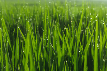 Green juicy grass close-up. Background of green young grass. Green grass background. Young growing rice