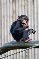 Young chimpanzee sitting on a tree eating something